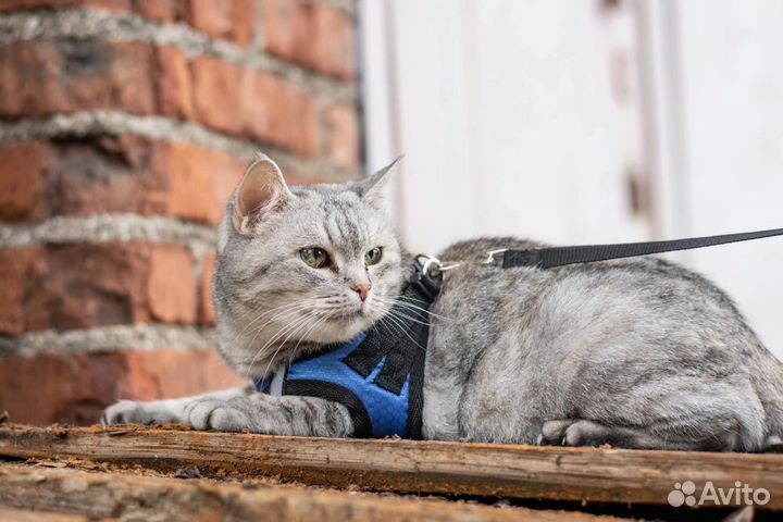 Сильва хочет домой. Приют Зоощит