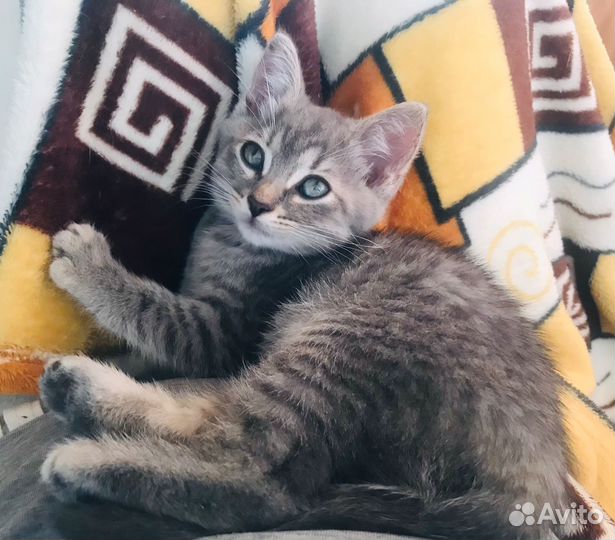 Маленькая Томочка ищет дом