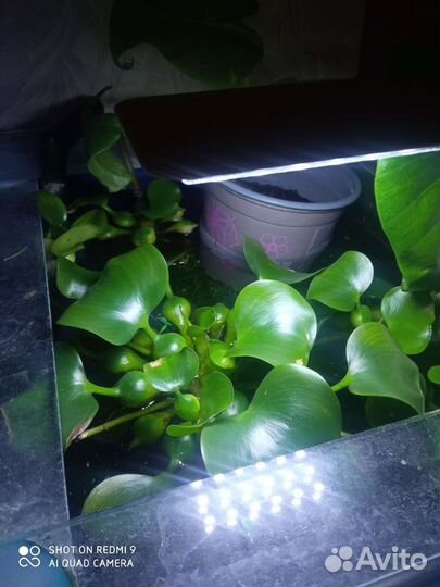 Водный гиацинт