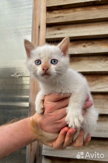 Котенок белый мальчик c голубыми глазками