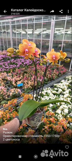 Орхидеи приход в начале октября