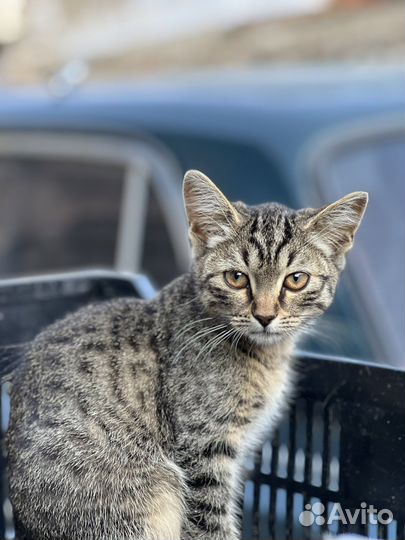 Котята в добрые руки бесплатно