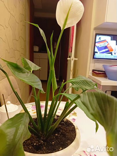 Спатифиллум