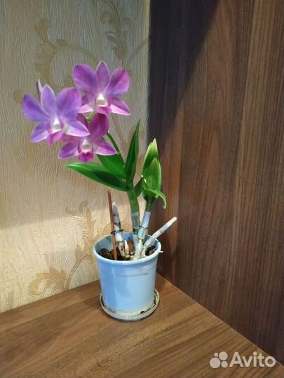 Орхидея дендрофаленопсис