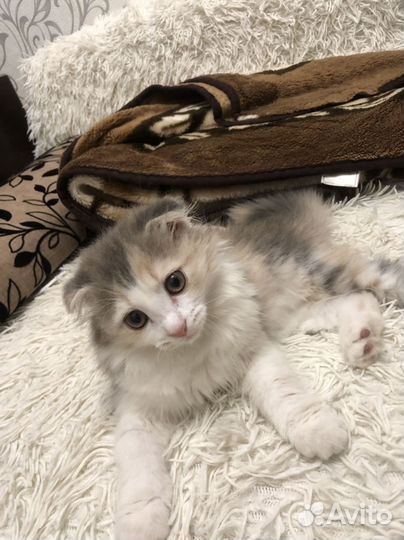 Котенок вислоухий девочка