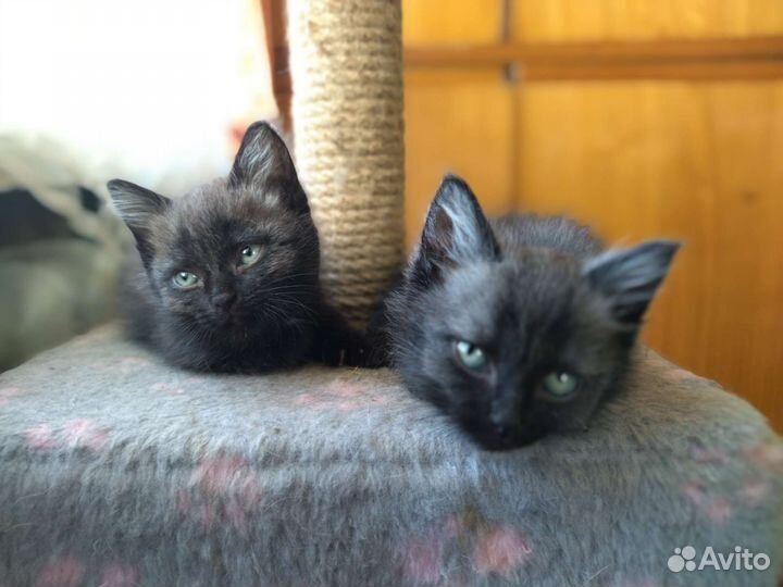Котятки, 1 мес