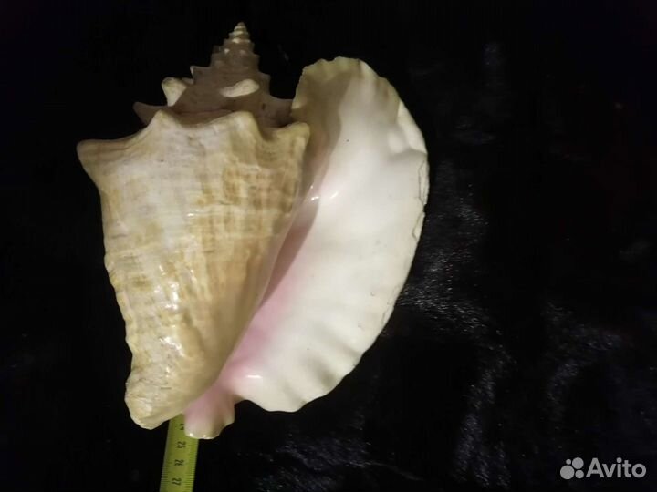 Морские ракушки раковины