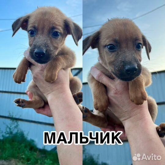 Щенки в добрые руки