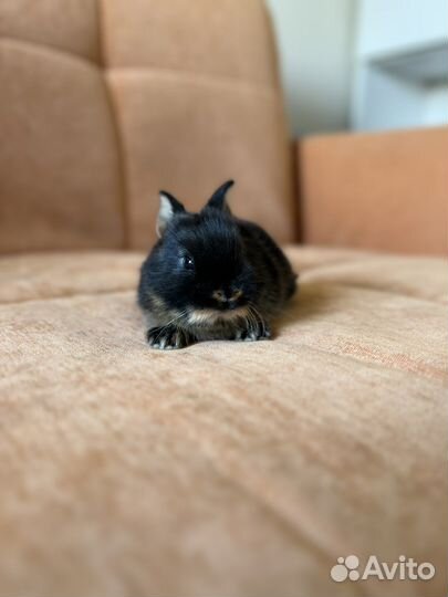 Декоративный кролик, минор, клетка в подарок