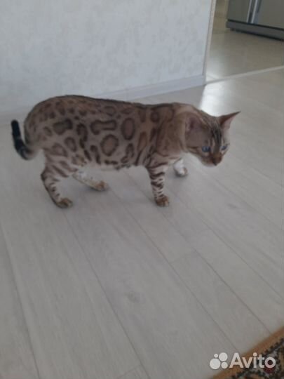 Кот Бенгальской породы