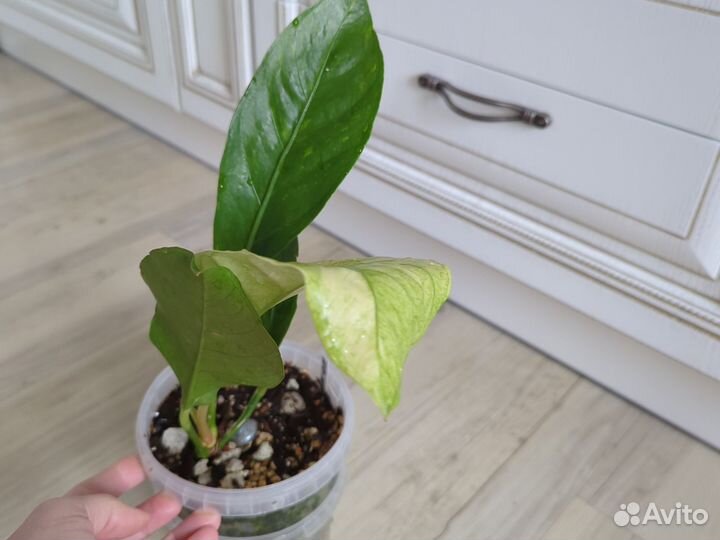 Антуриум декоративно лиственный