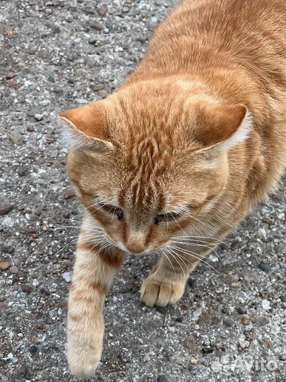 Котик ищет дом