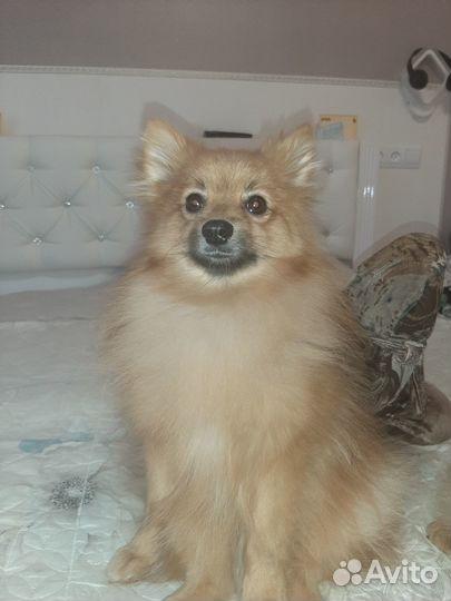 Щенки шпица