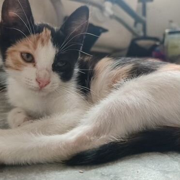 Анатолийский котёнок