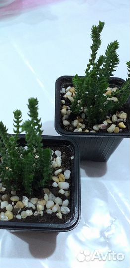 Суккуленты