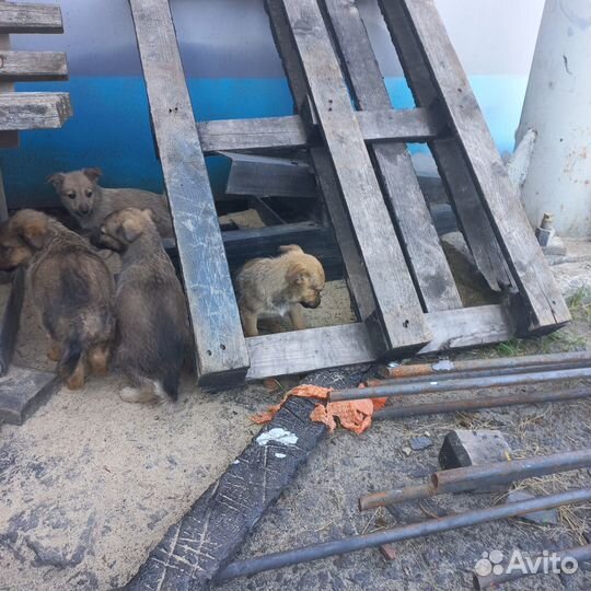 Отдадим в хорошие руки щенят