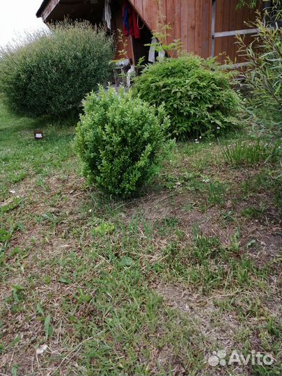 Продам декоративные растения для сада