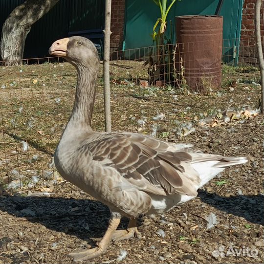 Гуси тульские горбоносые