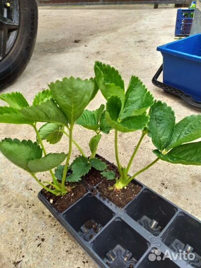 Саженцы крупноплодной клубники Кисс Неллис