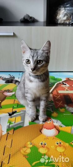 Кошка в дар