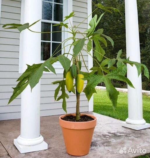 Семена папаи