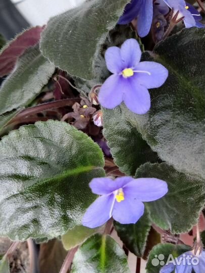 Фиалки лист с корнями