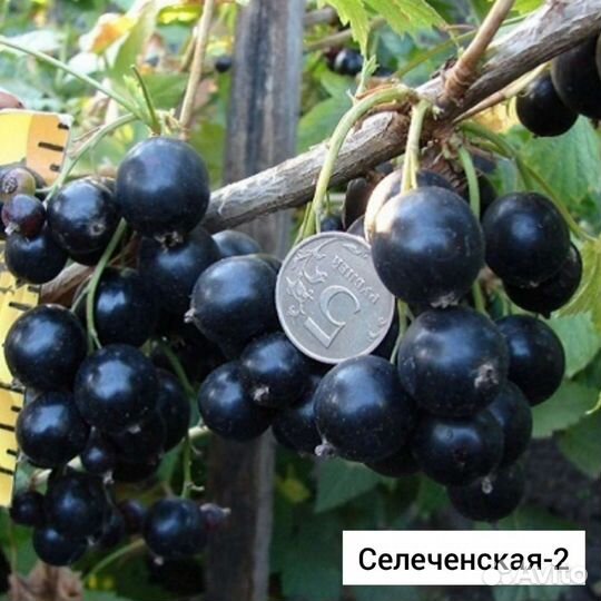 Саженцы смородины