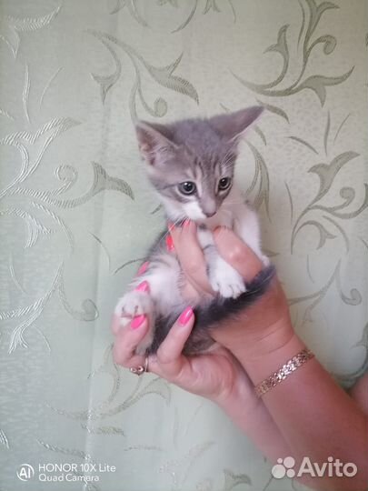 Котята в добрые руки бесплатно м