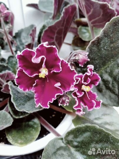 Фиалка цветущая