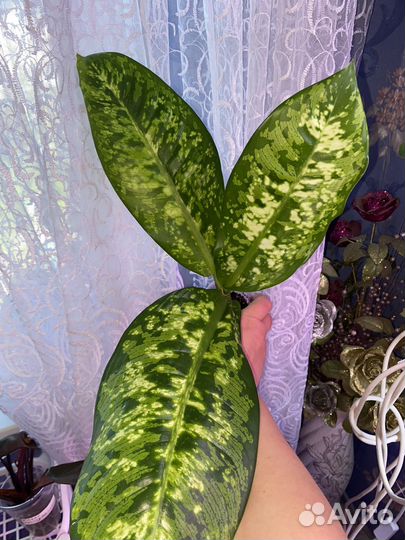 Диффенбахия Кроун