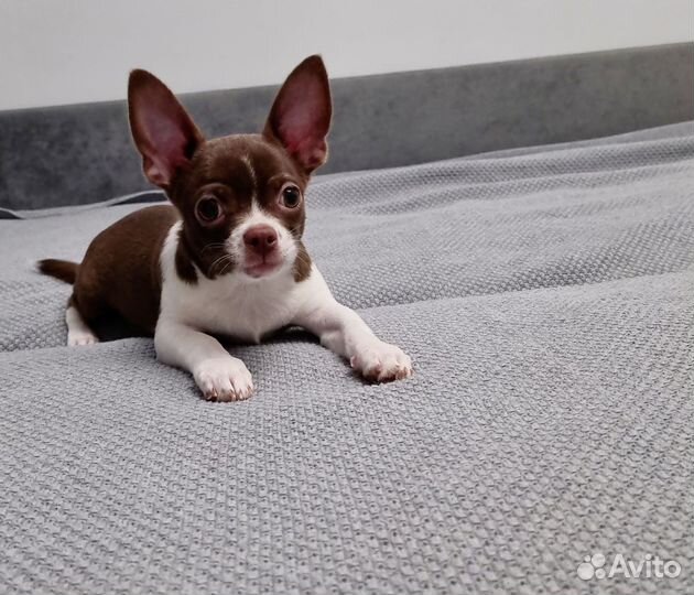 Случка чихуахуа