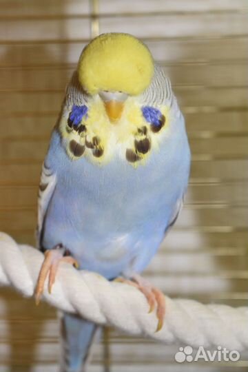 Выставочный волнистый попугай ввп Чех