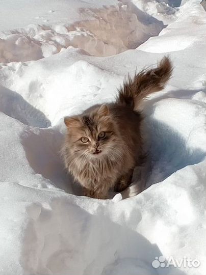 Котята в добрые руки бесплатно, мальчик и девочка