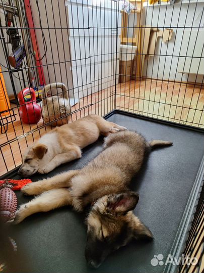 Щенки отдадим бесплатно