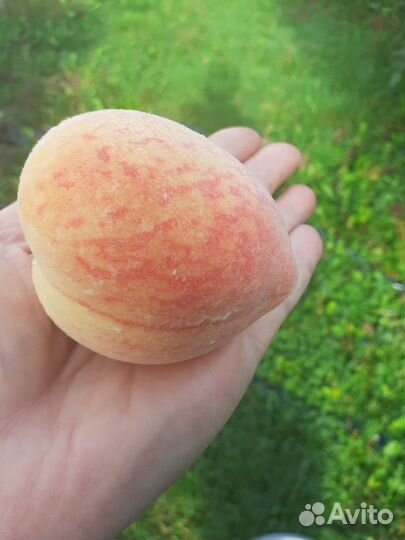 Персик / Биг Хани (нч 1,кс 2,30-70,C4-C5, Алыча)