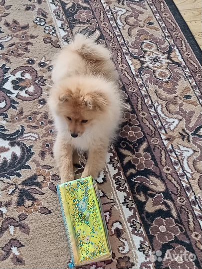 Померанский шпиц