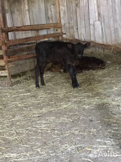 Телята подсосные