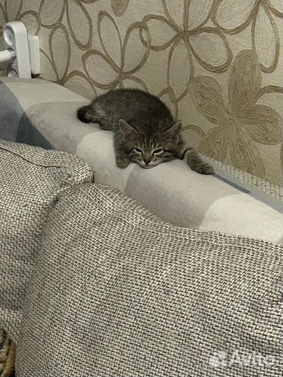 Бенгальский кот