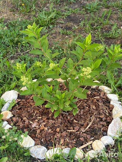 Ванила Фрейз гортензия