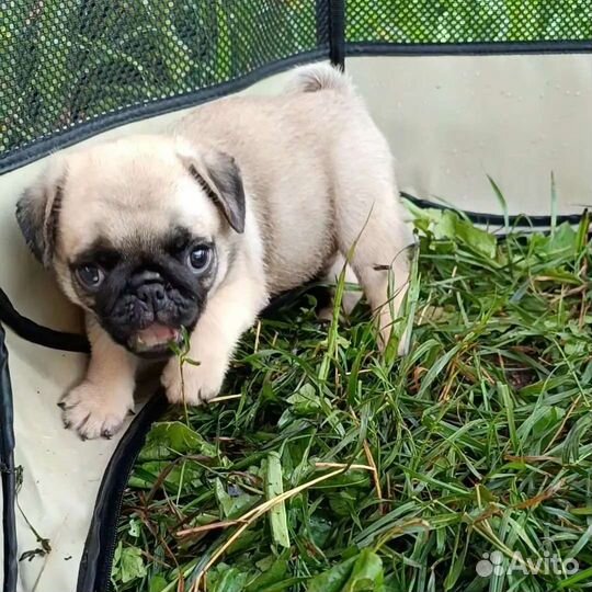 Мопсики чёрный бриллиант и бежевые