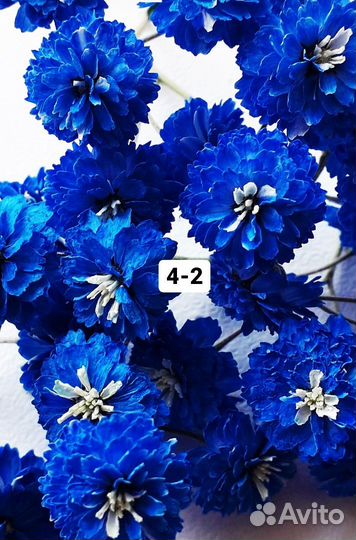 Сухоцветы для творчества