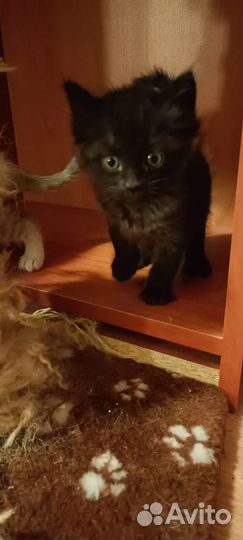 Котята невдупленыши