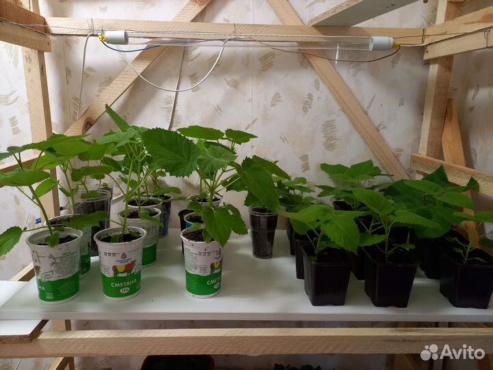 Продам саженцы Павловнии