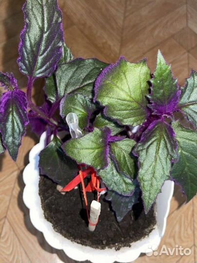 Гинура - необычный фиолетовый цветок