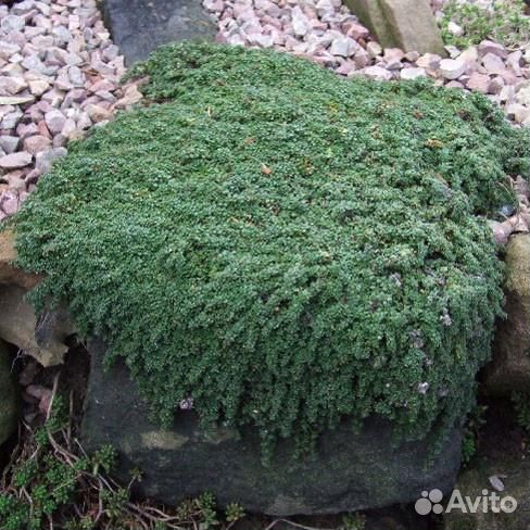 Тимьян (Чабрец, Чабер) ползучий Elfin Саженцы, Рас