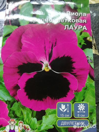 Виола рассада