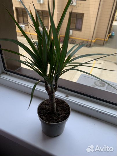 Драцена маргината