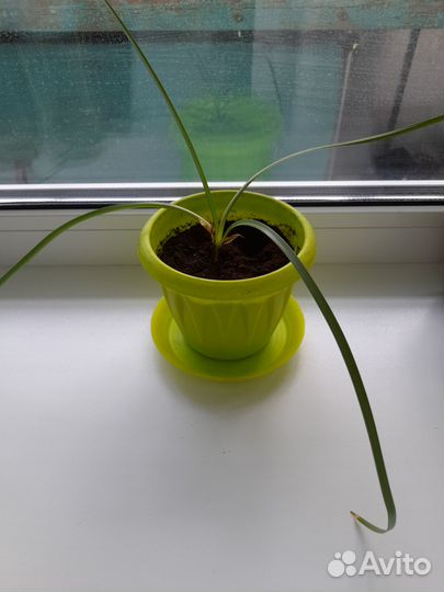 Зефирантес выскочка розовая