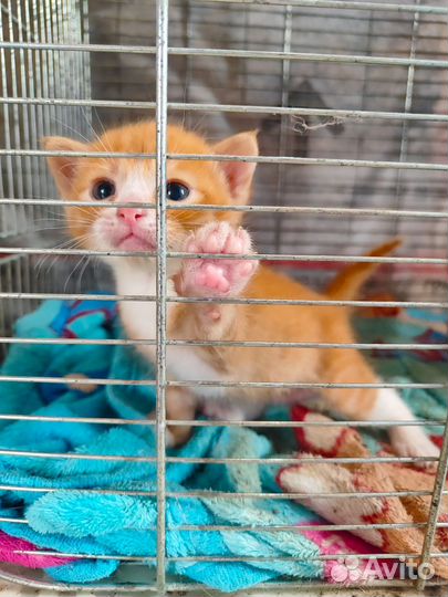 Котейки в добрые руки