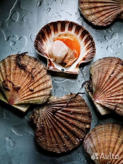 Морской гребешок крупный на створке